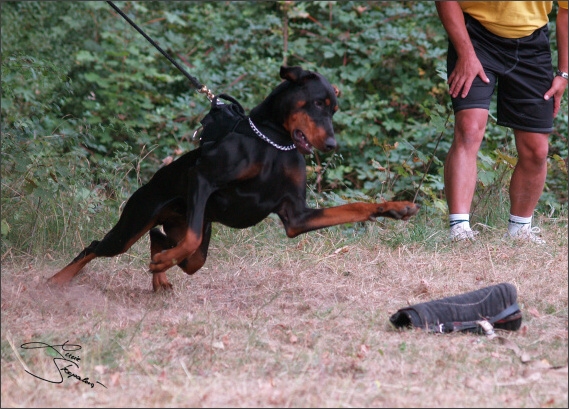 Summer training camp - Jelenec - 2007